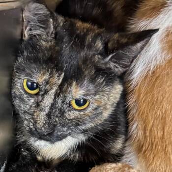 Calipso -  Domestic Short Hair Cat Available for Adoption in Saginaw, Michigan - Calipso | PetCurious