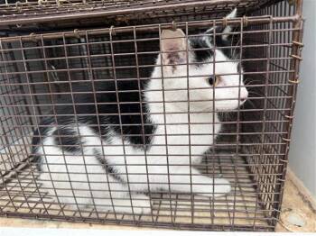 Domestic Short Hair Cats Available for Adoption - MARLIE | PetCurious