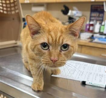 ELLIOT -  Domestic Short Hair Cat for Adoption in Aliquippa, Pennsylvania - ELLIOT | PetCurious