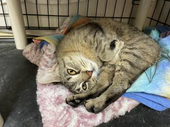 Rescue Domestic Short Hair Cats for Adoption in Wantagh, New York - Cinnamon | PetCurious