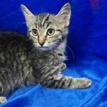 Victory -  Tabby Cat for Adoption in Green Valley, Arizona - Victory | PetCurious