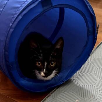 Valentina -  Domestic Short Hair Cat for Adoption in Los Angeles, California - Valentina | PetCurious