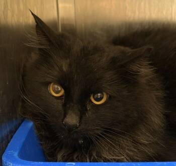 Potato -  Domestic Long Hair Cat for Adoption in Golden, Colorado - Potato | PetCurious