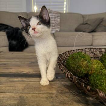 Monica -  Domestic Short Hair Cat for Adoption in Fresno, California - Monica | PetCurious