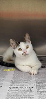Gnocchi -  Domestic Short Hair Cat for Adoption in Marion, Mississippi - Gnocchi | PetCurious