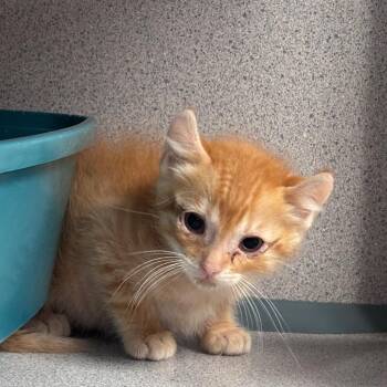 Sunshine -  Domestic Short Hair Cat for Adoption in Goleta, California - Sunshine | PetCurious