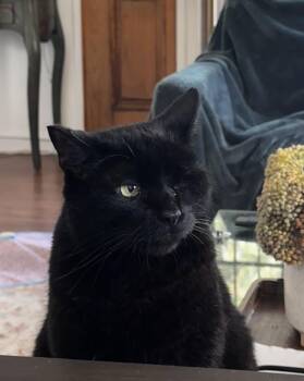 Rescue Domestic Short Hair Cats for Adoption - Rusty | PetCurious