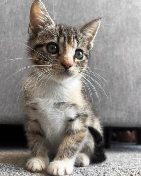 Thelma (Bonded with Louis) -  Domestic Short Hair Cat for Adoption in San Francisco, California - Thelma (Bonded With Louis) | PetCurious