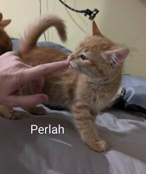 Perlah -  Domestic Short Hair Cat for Adoption in Nacogdoches, Texas - Perlah | PetCurious