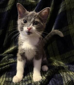 Crazy -  Domestic Short Hair Cat for Adoption in Maineville, Ohio - Crazy | PetCurious