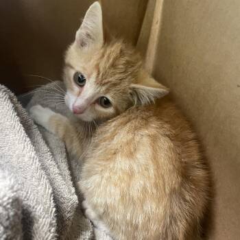 Cheez-It -  Domestic Short Hair Cat for Adoption in Torrey, Utah - Cheez-It | PetCurious