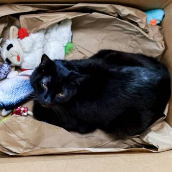 Domestic Short Hair Cats Available for Adoption in Los Angeles, California - Malcolm | PetCurious