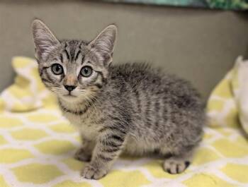 LILY -  Domestic Short Hair Cat for Adoption in Moreno Valley, California - LILY | PetCurious