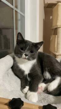 Bowie (Bonded to Ozzy) -  Domestic Short Hair Cat for Adoption in Chuckey, Tennessee - Bowie (Bonded To Ozzy) | PetCurious