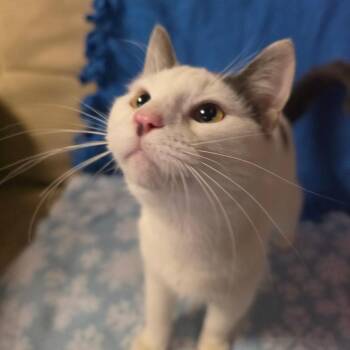 REX -  Domestic Short Hair Cat for Adoption in Graham, Washington - REX | PetCurious