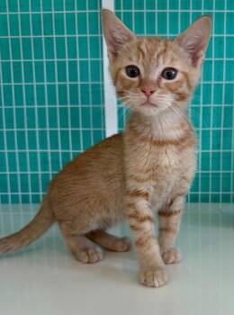 26-23 Sheldon -  Domestic Short Hair Cat for Adoption in St. Helens, Oregon - 26-23 Sheldon | PetCurious