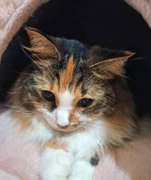 Clarissa -  Calico Cat for Adoption in Avon, New York - Clarissa | PetCurious
