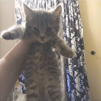 Kitty Purry -  Domestic Short Hair Cat for Adoption in Winchester, Virginia - Kitty Purry | PetCurious