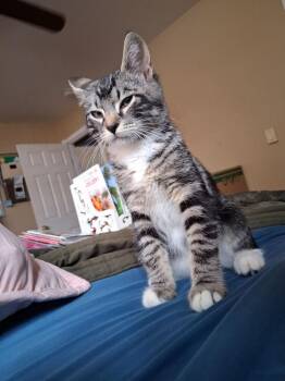 Ajax -  Domestic Short Hair Cat for Adoption - Ajax | PetCurious