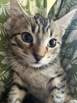 Rex -  Domestic Short Hair Cat for Adoption in Magnolia, Texas - Rex | PetCurious