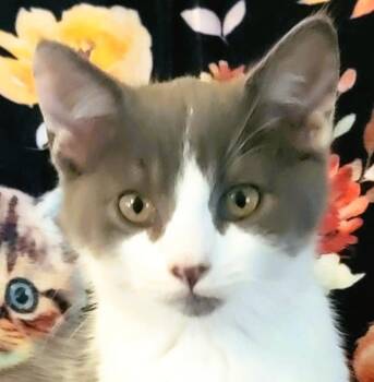 Slate Allen -  Domestic Short Hair Cat for Adoption in Paris, Kentucky - Slate Allen | PetCurious