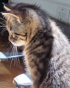 Celest -  Domestic Short Hair Cat for Adoption in San Francisco, California - Celest | PetCurious