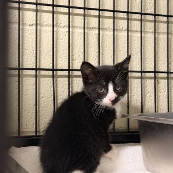 Athos -  Domestic Short Hair Cat for Adoption in Columbus, North Carolina - Athos | PetCurious