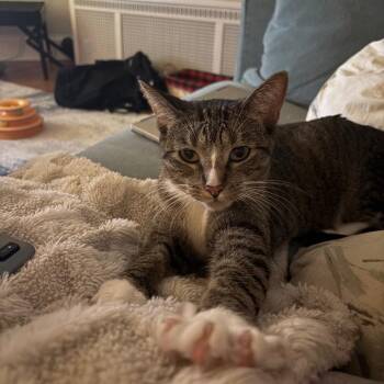 Rescue Domestic Short Hair Cats for Adoption in Evanston, Illinois - Keanu | PetCurious