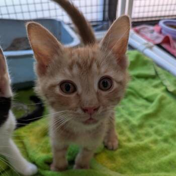 Tyrone Powers -  Domestic Short Hair Cat for Adoption in Fairfax Station, Virginia - Tyrone Powers | PetCurious