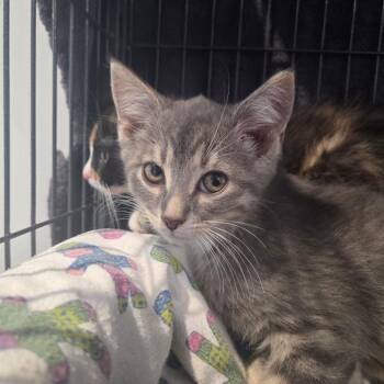 Domestic Short Hair Cats Available for Adoption in North Battleford, Saskatchewan - Crunch | PetCurious