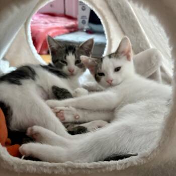 Rescue Domestic Short Hair Cats for Adoption in Alexandria, Virginia - Lancelot & Guinevere (bonded Pair) | PetCurious