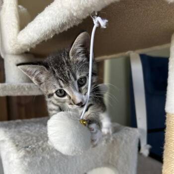 Domestic Short Hair Cats Available for Adoption in Prescott, Arizona - Gemini | PetCurious