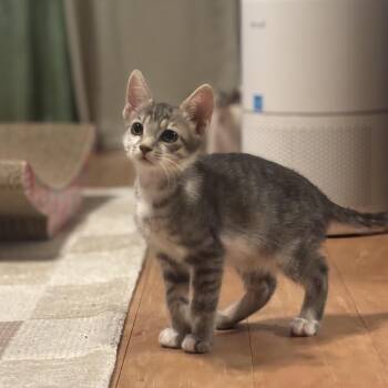 Chatterbox -  Domestic Short Hair Cat for Adoption in Tustin, California - Chatterbox | PetCurious