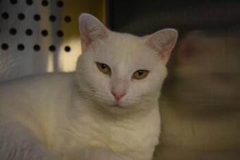 Ricotta -  Domestic Short Hair Cat for Adoption in Kansas City, Missouri - Ricotta | PetCurious