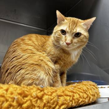 Domestic Short Hair Cats Available for Adoption - Sly | PetCurious