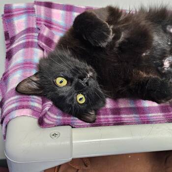 Paris -  Domestic Medium Hair Cat for Adoption in Dunkirk, New York - Paris | PetCurious