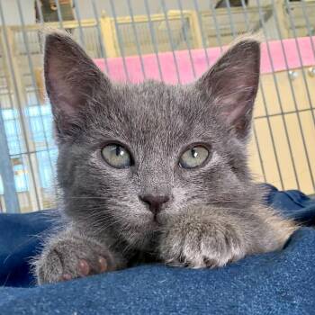 Domestic Medium Hair Cats Available for Adoption in Goleta, California - Chelsea | PetCurious