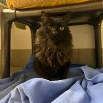 Domestic Medium Hair Cats Available for Adoption in Las Vegas, Nevada - Coal | PetCurious