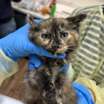 Iona -  Domestic Short Hair Cat for Adoption in Evanston, Illinois - Iona | PetCurious