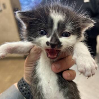 Domestic Short Hair Cats Available for Adoption in Birmingham, Alabama - Moe | PetCurious