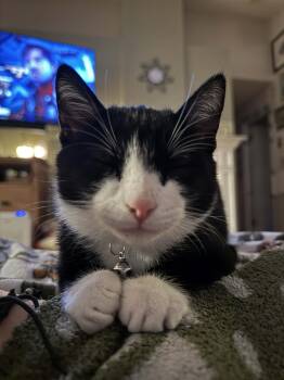 Rescue Tuxedo and Domestic Short Hair Cats for Adoption in Antioch, California - Gene | PetCurious