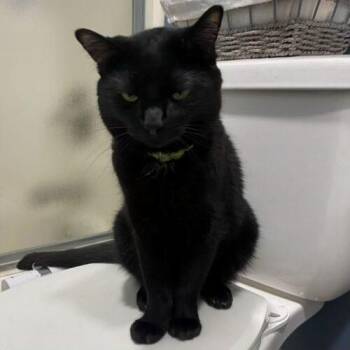 Domestic Short Hair Cats Available for Adoption - MARKO | PetCurious