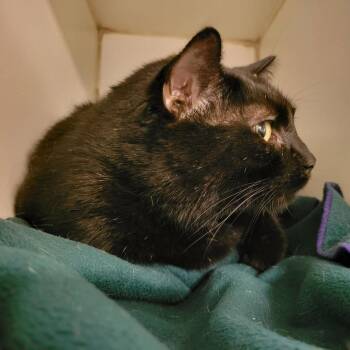 Issac -  Domestic Short Hair Cat Available for Adoption in Columbia, Missouri - Issac | PetCurious