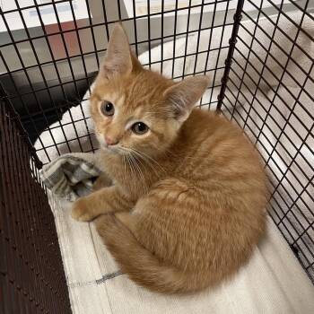 Fat Mama -  Domestic Short Hair Cat for Adoption in Chicago, Illinois - Fat Mama | PetCurious