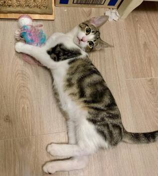 Lindsey -  Tabby Cat for Adoption in Burnaby, British Columbia - Lindsey | PetCurious