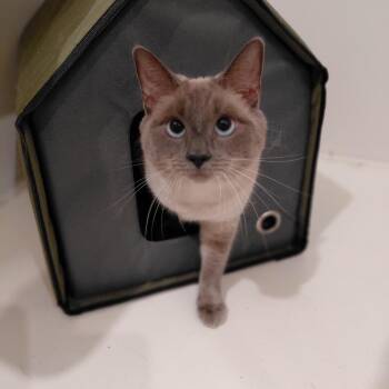 Xena -  Domestic Short Hair Cat for Adoption in Littleton, New Hampshire - Xena | PetCurious