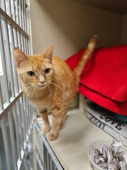 Jenga -  Domestic Short Hair Cat for Adoption in Fort Collins, Colorado - Jenga | PetCurious