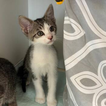 Badgerclaw -  Domestic Short Hair Cat for Adoption in League City, Texas - Badgerclaw | PetCurious