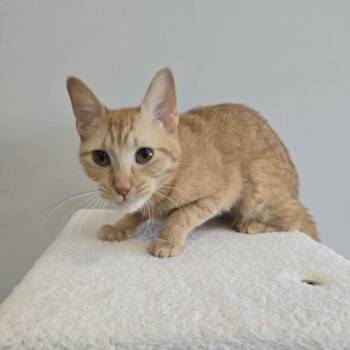 Elote -  Domestic Short Hair Cat for Adoption in Janesville, Wisconsin - Elote | PetCurious