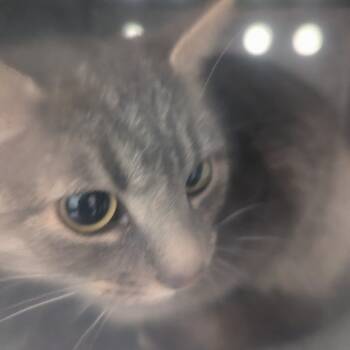 Rescue Domestic Short Hair Cats for Adoption in Charlottesville, Virginia - Spice | PetCurious